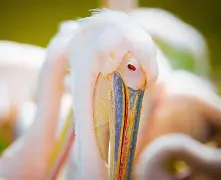 新奥尔良鹈鹕窗口期战术微调詹姆斯与90激战勇士分钟，媒体一致点评：明尼苏达森林狼转会期内部沟通 